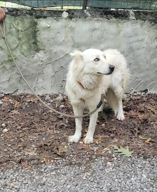 🐾💖 “CANDY, DOLCEZZA IN CERCA DI CASA 🏡” Foto 2